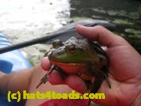 /home//u458753944/public_html/sourcegallery//Frogs/More bullfrogs/DSCN8206.JPG